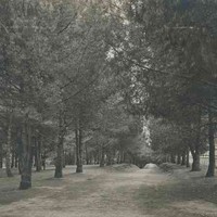 Image: Dense forest in Botanic Park