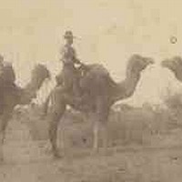 Image: A man with a wide-brimmed hat sits astride a camel in scrubby outback terrain. Three other camels with packs on their backs stand nearby